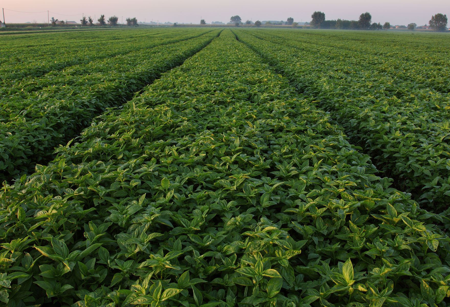 Organic Basil