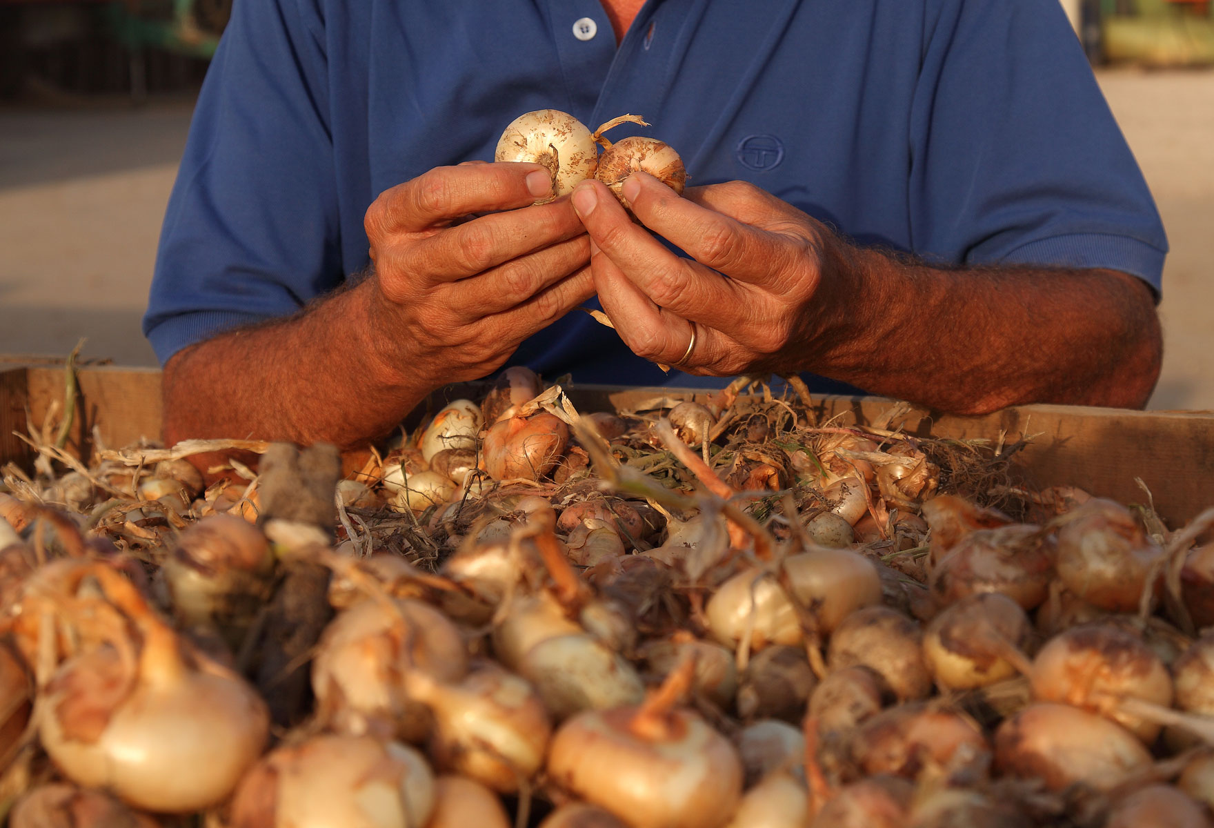 Las Cebollas Borettane biologicas