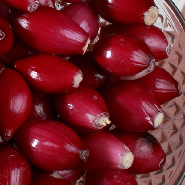 Cebolla roja